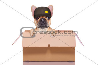 moving box dog