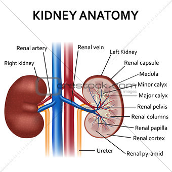 Diagram of human kidney anatomy.