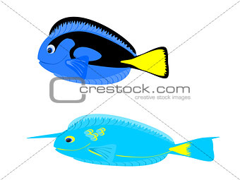 Blue and Unicorn Tang Tropical Fish