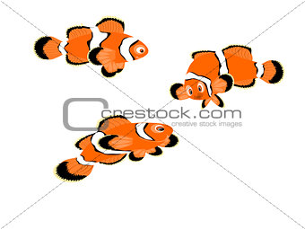 Orange Clown Fish