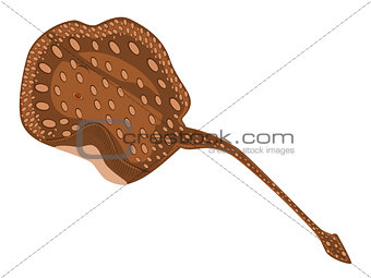 Brown Spotted Stingray