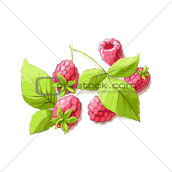 ripe raspberry illustration