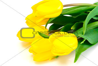 Beautiful Yellow tulips Isolated