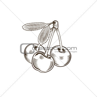 Cherry in vintage style. Line art vector illustration
