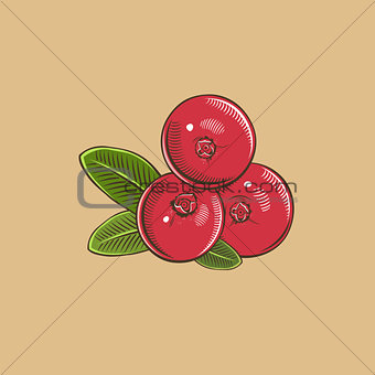 Cranberry in vintage style. Colored vector illustration