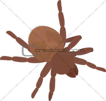 Big brown fluffy spider Tarantula isolated on white