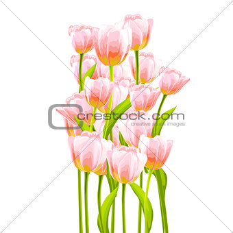 Flower tulip background.