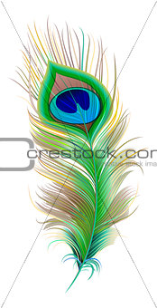 Peacock feather. Beautiful bird feather