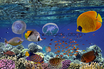 Tropical fish and Hard corals in the Red Sea,