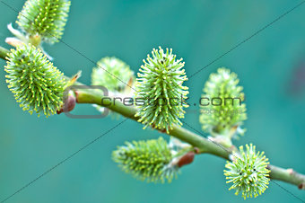 Pussy-willow buds