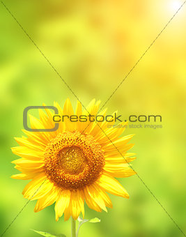 Sunflower on green background