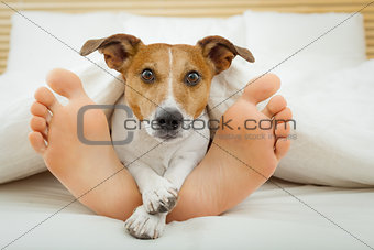 dog and owner in bed