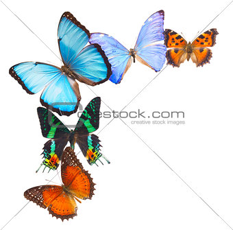 Multicolored  butterflis frame
