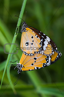 two big yellow butterfly breeding