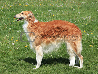 Typical Borzoi â Russian hunting Sighthound on a green grass l
