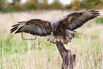 Buzzard Landing on a Tree Stump