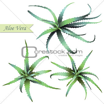 Set of aloe vera plants.