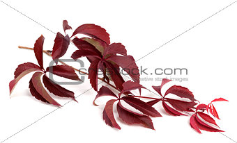 Branch of dark red autumn grapes leaves