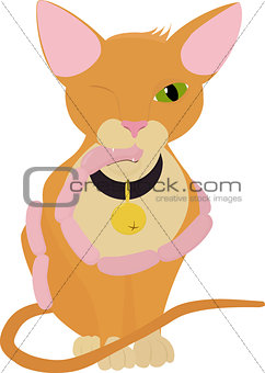 Cat with sausages, isolated orange cartoon kitty