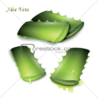 Set of cut pieces of aloe vera.