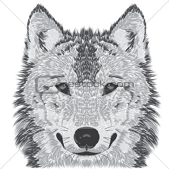 Wolf muzzle sketch
