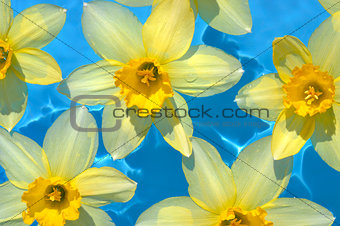 Daffodils in blue water
