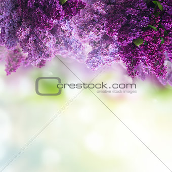 Lilac flowers on green