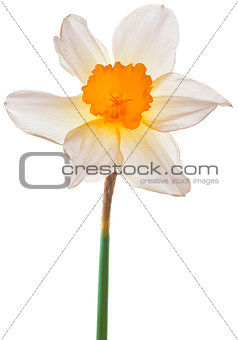 Narcissus Pseudonarcissus Cutout