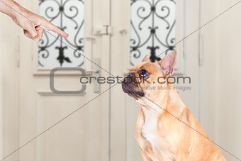 owner punishing his dog