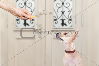 dog and owner  with a cookie treat