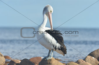Australican Pelican