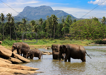 elephants herd in jungle