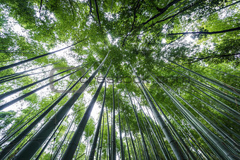 Top of The Arashiyama Bamboo Grove of Kyoto, Japan.