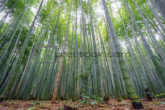 The Arashiyama Bamboo Grove of Kyoto, Japan.