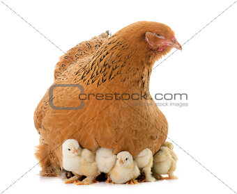 brahma chicken and chicks