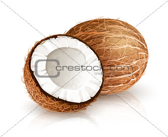 Coconut tropical nut fruit with cut vector