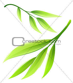 Branch with green bamboo leaves vector illustration