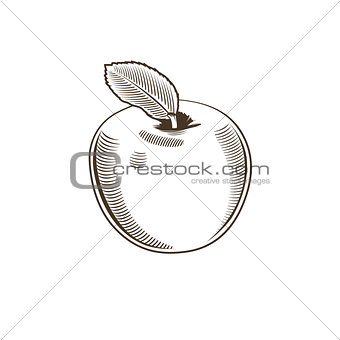 Apple in vintage style. Line art vector illustration