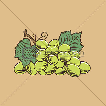 Grapes in vintage style. Colored vector illustration