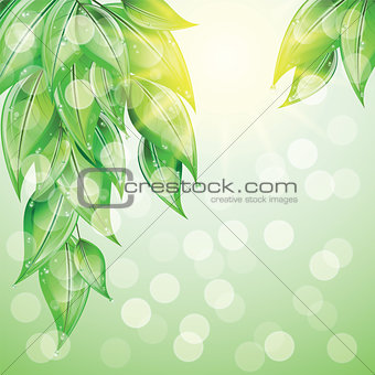 Green leaves on colorful background. 