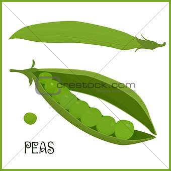 pods of green peas isolated vector illustration