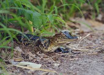 Small Florida Alligator