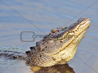 Alligator Growling for a Mate