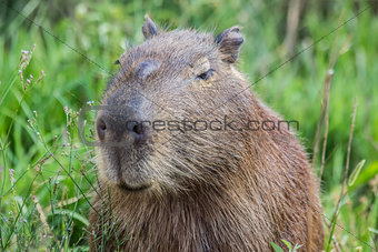 Portret of a capybara in the swamp of Esteros del Ibera