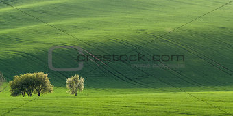 Panorama with green field