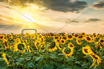 Sunflowers Field and Sun