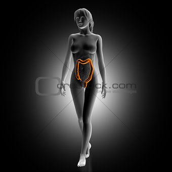 3D render of female medical figure with colon highlighted