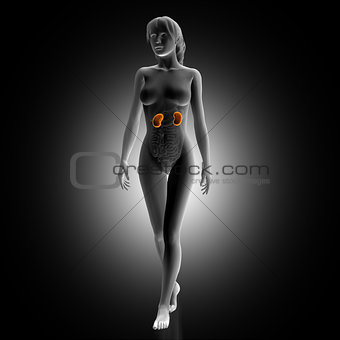 3D render of female medical figure with kidneys highlighted