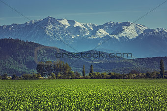 Green cereal field and mountains