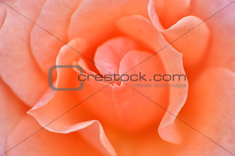 Macro Shot of a pink Rose